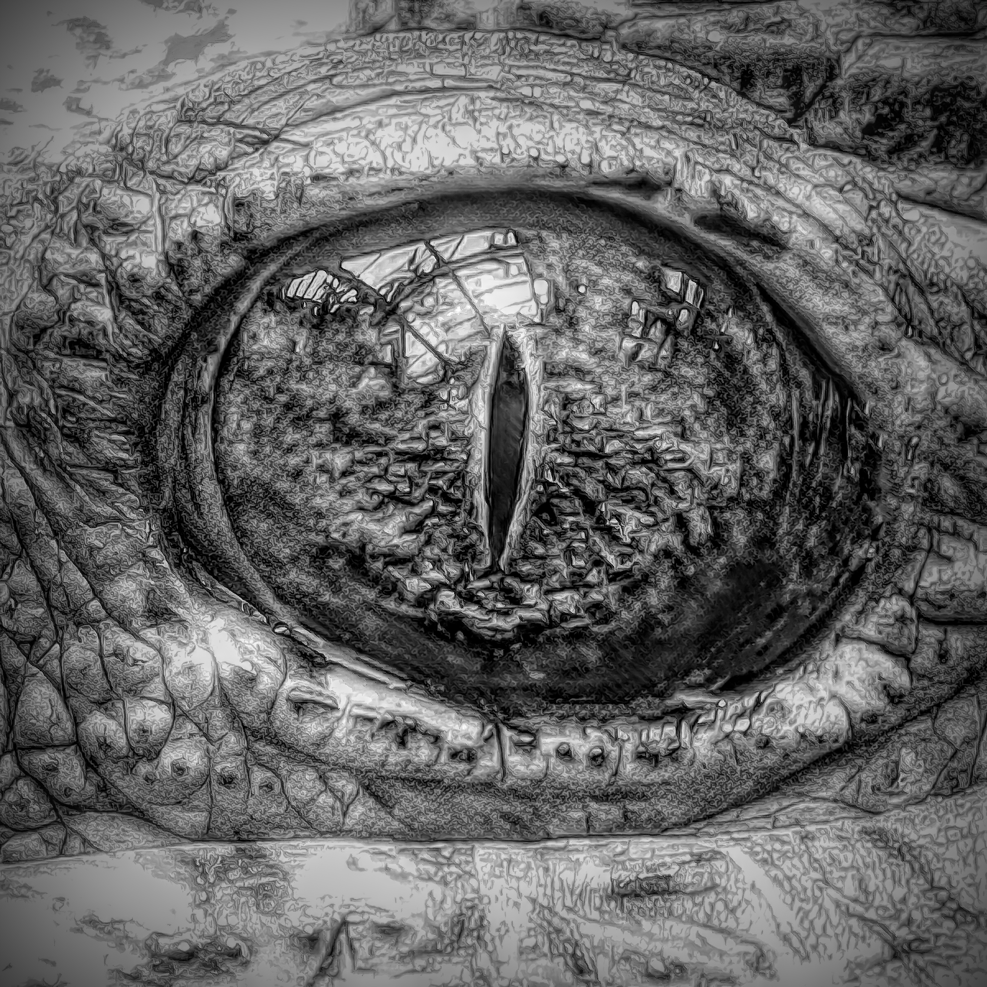 ワニ＆どうもうな爬虫類の目と鋭い瞳：モノクロ