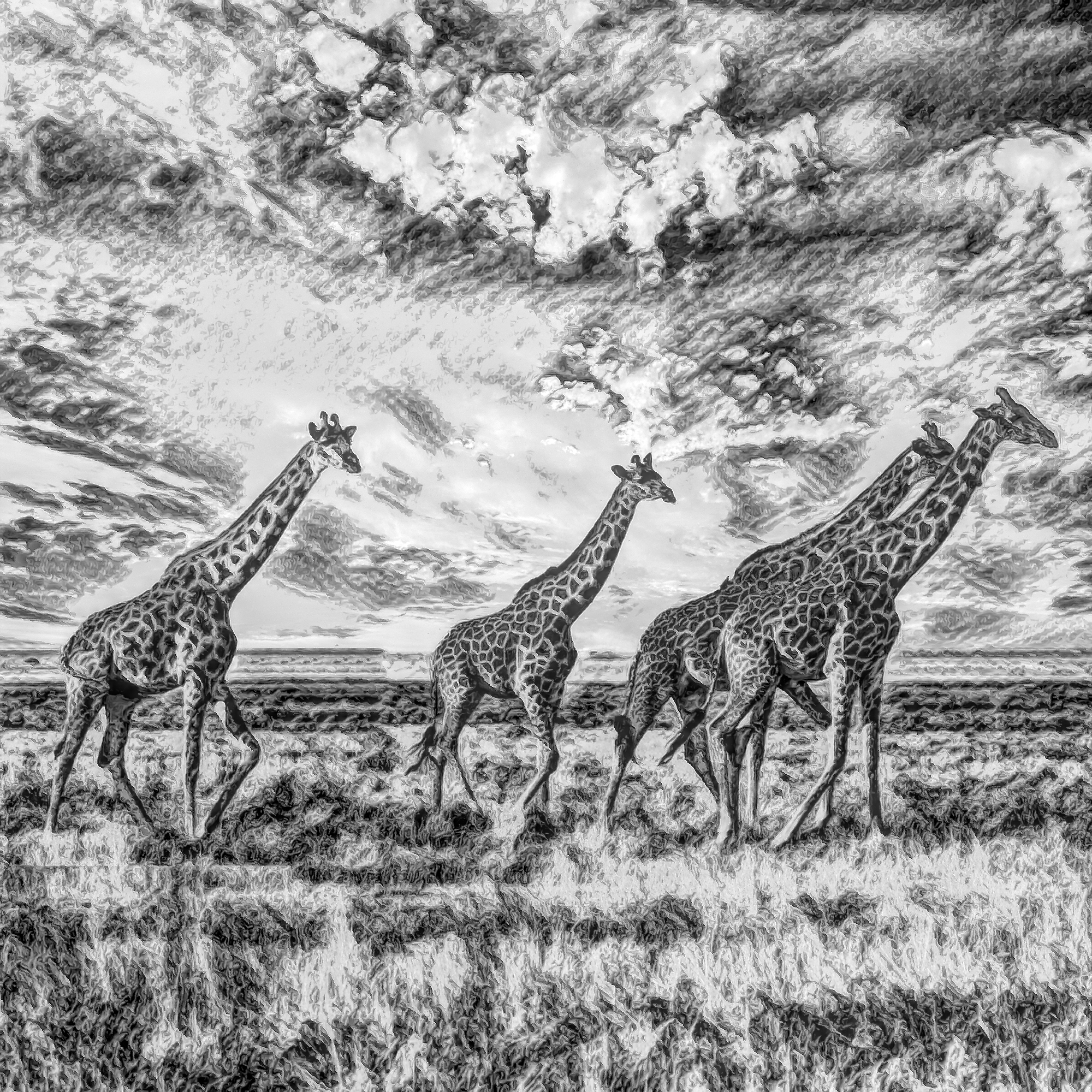 無料壁紙 背景画像素材 きれいな夕焼けのアフリカ サバンナと草原を歩くキリン Free Illustlation くりえいてぃぶ