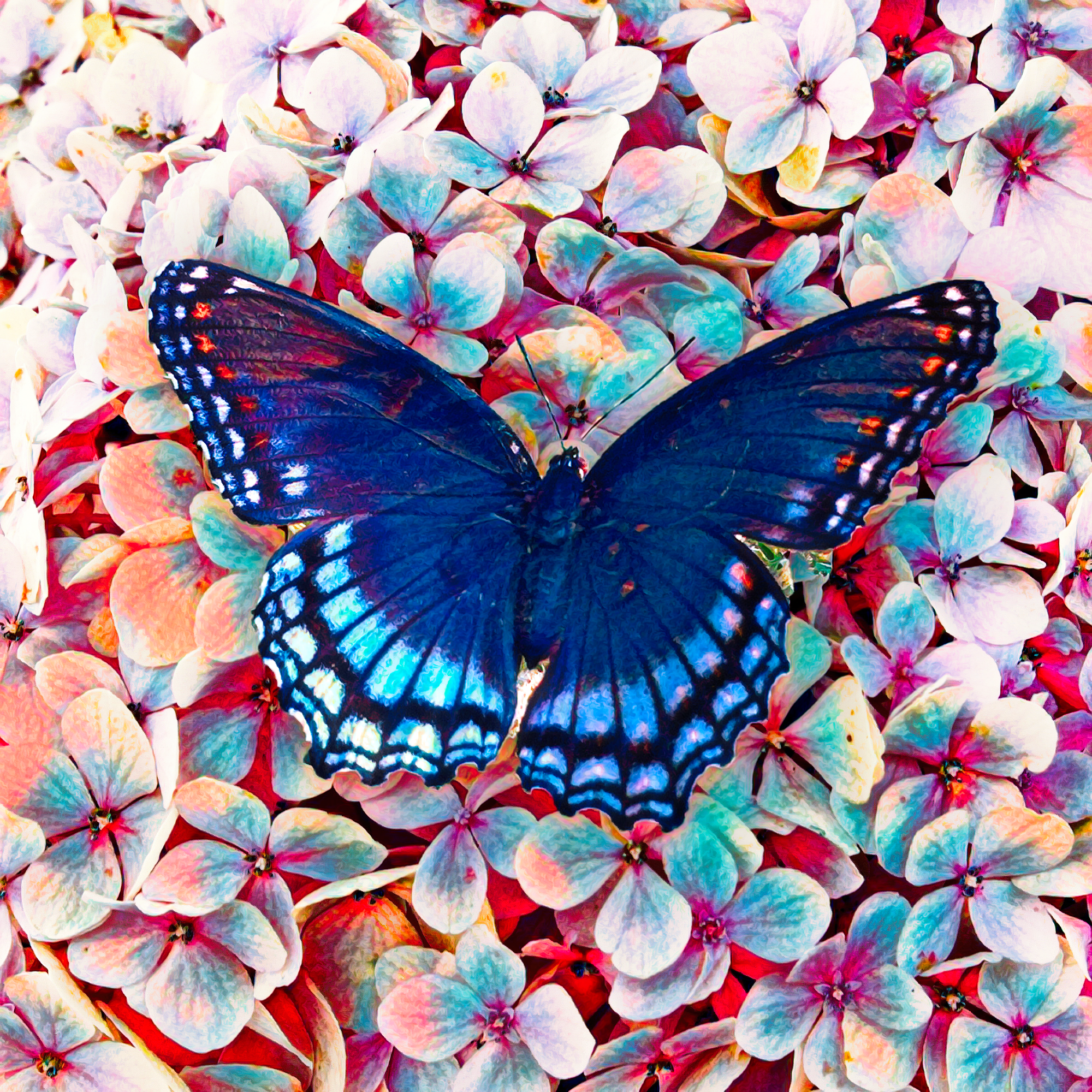 花々&スミレの上を飛ぶ蝶のカラフル絵