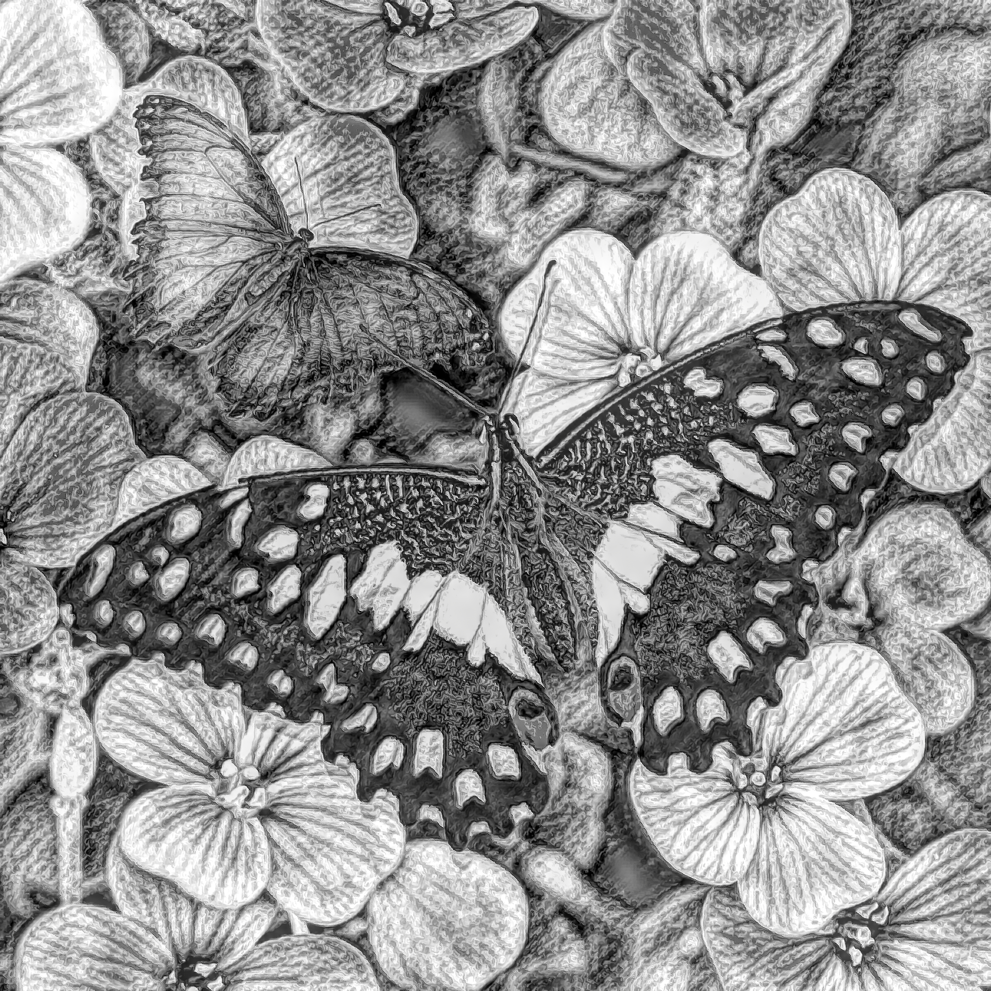 花々&スミレの上を飛ぶ蝶のカラフル絵：モノクロ